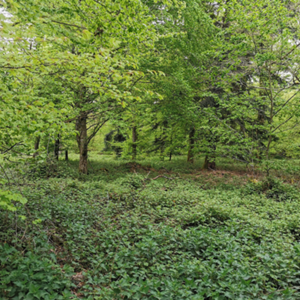 Wald neben Lagerplatz